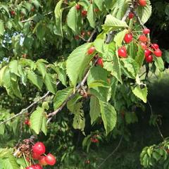 Гостевой дом Марина, Ильич, Краснодарский край