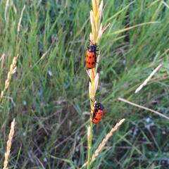 Гостевой дом Марина, Ильич, Краснодарский край