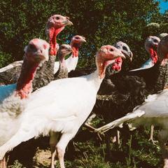 База отдыха Эко-ферма Полесье, Инино, Калужская область