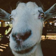 База отдыха Эко-ферма Полесье, Инино, Калужская область