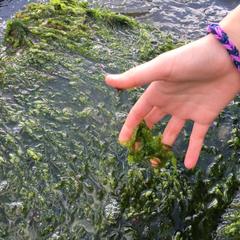 Гостевой дом Марина, Ильич, Краснодарский край