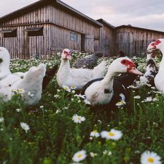 База отдыха Эко-ферма Полесье, Инино, Калужская область