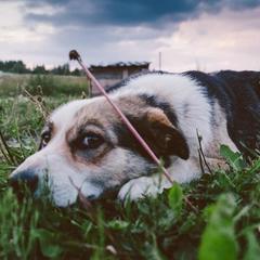 База отдыха Эко-ферма Полесье, Инино, Калужская область