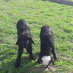 База отдыха Эко-ферма Полесье, Инино, Калужская область