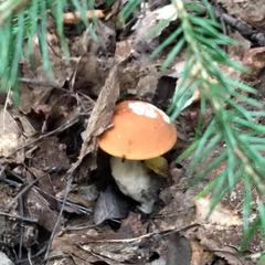 База отдыха Эко-ферма Полесье, Инино, Калужская область