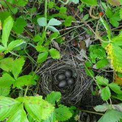 База отдыха Эко-ферма Полесье, Инино, Калужская область