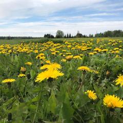 База отдыха Эко-ферма Полесье, Инино, Калужская область