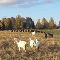 База отдыха Эко-ферма Полесье, Инино, Калужская область