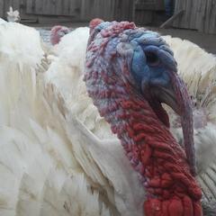 База отдыха Эко-ферма Полесье, Инино, Калужская область