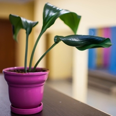 Хостел 3952, Иркутск, Иркутская область