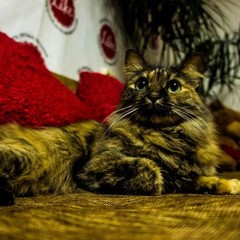 Хостел Like, Иркутск, Иркутская область