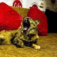 Хостел Like, Иркутск, Иркутская область