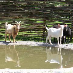 Отель Hilton Garden Inn Moscow New Riga, Истра, Московская область