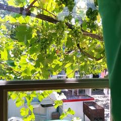 Гостевой дом Астра, Кабардинка, Краснодарский край