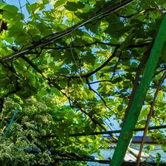 Гостевой дом Астра, Кабардинка, Краснодарский край