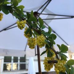 Мини-отель Платан, Кабардинка, Краснодарский край