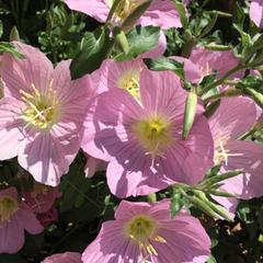 Мини-отель Платан, Кабардинка, Краснодарский край