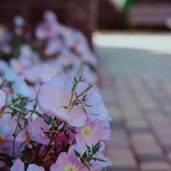 Мини-отель Платан, Кабардинка, Краснодарский край