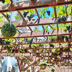 Гостевой дом Магнолия, Кабардинка, Краснодарский край