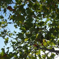 Мини-отель Платан, Кабардинка, Краснодарский край