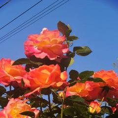 Гостевой дом Олимпийский, Кабардинка, Краснодарский край