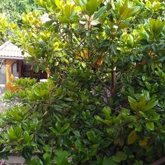 Гостевой дом Олимпийский, Кабардинка, Краснодарский край