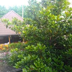 Гостевой дом Олимпийский, Кабардинка, Краснодарский край