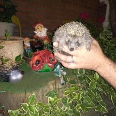 Гостевой дом Олимпийский, Кабардинка, Краснодарский край