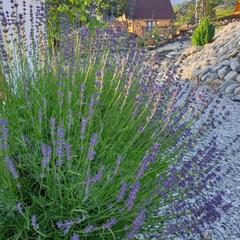 Усадьба Есения, Кабардинка, Краснодарский край