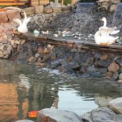 Усадьба Есения, Кабардинка, Краснодарский край