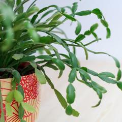 Хостел Алмаз, Казань, Татарстан