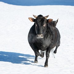 Парк-отель Кудыкина Гора, Каменка (Липецкая область), Липецкая область