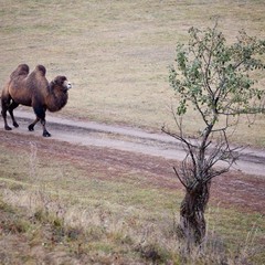 Парк-отель Кудыкина Гора, Каменка (Липецкая область), Липецкая область