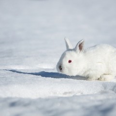 Парк-отель Кудыкина Гора, Каменка (Липецкая область), Липецкая область