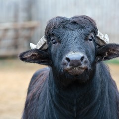 Парк-отель Кудыкина Гора, Каменка (Липецкая область), Липецкая область