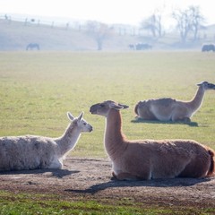 Парк-отель Кудыкина Гора, Каменка (Липецкая область), Липецкая область