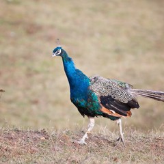 Парк-отель Кудыкина Гора, Каменка (Липецкая область), Липецкая область