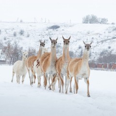 Парк-отель Кудыкина Гора, Каменка (Липецкая область), Липецкая область