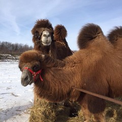 Парк-отель Кудыкина Гора, Каменка (Липецкая область), Липецкая область