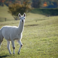 Парк-отель Кудыкина Гора, Каменка (Липецкая область), Липецкая область