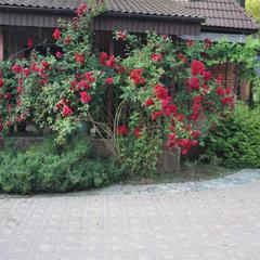 Гостевой дом Эдельвейс, Краснодарский край