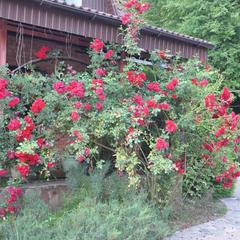 Гостевой дом Эдельвейс, Краснодарский край