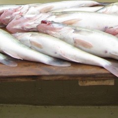 База отдыха Ольга, Каралат, Астраханская область