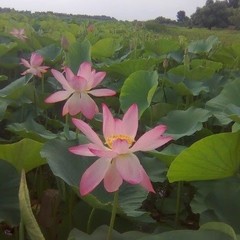 База отдыха Раскаты Каспия, Каралат, Астраханская область