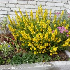 Гостиница На Илюшкина 5, Касимов, Рязанская область