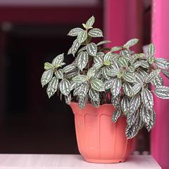 Отель Black Fox, Касимов, Рязанская область