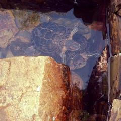 База отдыха Яшкин дом, Катунь, Республика Алтай