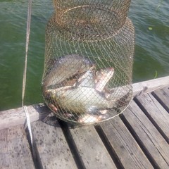 База отдыха Constanta, Кашинский район, Тверская область