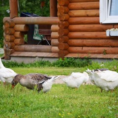 База отдыха Северленд, Кириллов, Вологодская область