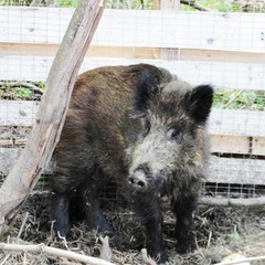 База отдыха Северленд, Кириллов, Вологодская область